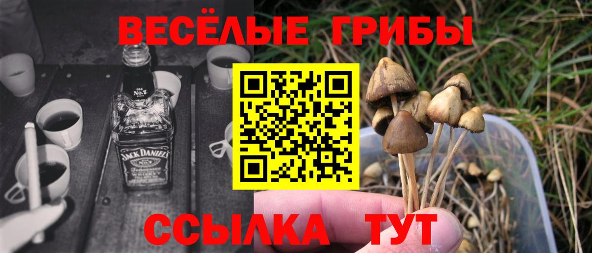 Нефтекумск  Галлюциногенные грибы Psilocybine cubensis  Вход с VPN 